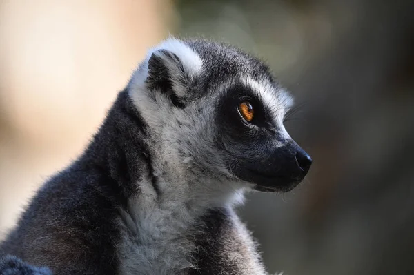 Lemur Natuur — Stockfoto