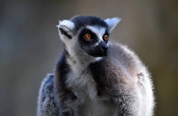 Lemur Naturen - Stock-foto
