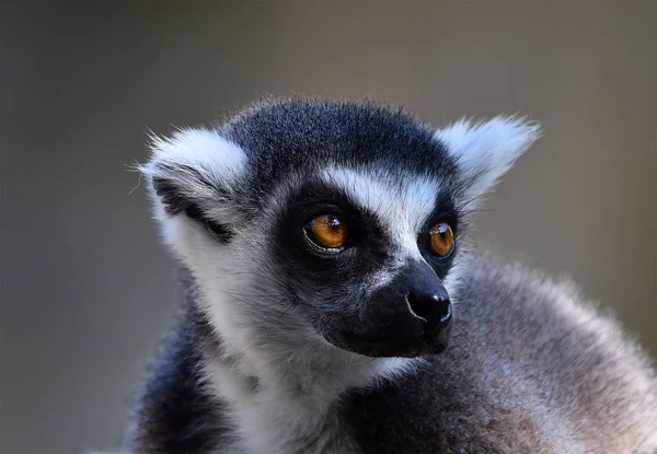 Lemur Naturen — Stockfoto