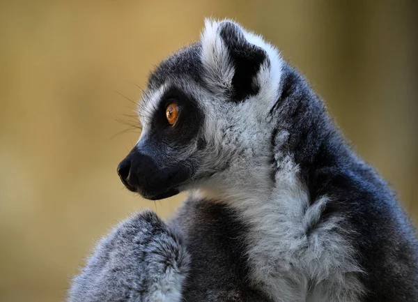 Lemur Der Natur — Stockfoto