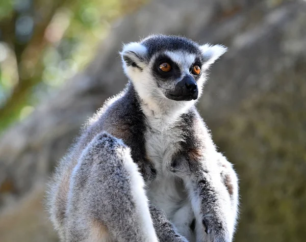 Lemur Der Natur — Stockfoto