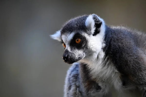 Lemur Naturen — Stockfoto