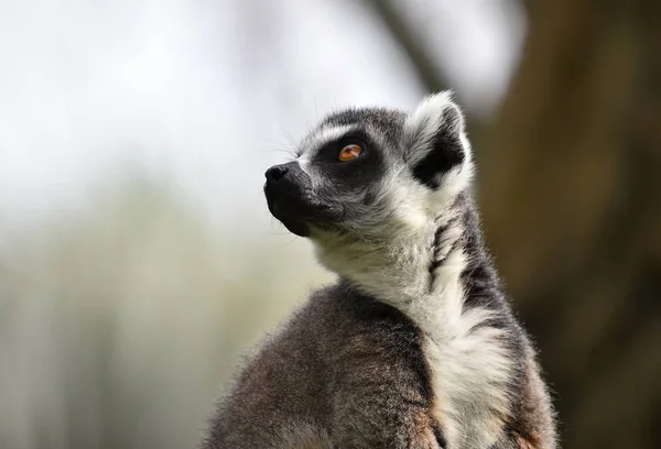 Lemur Naturen - Stock-foto