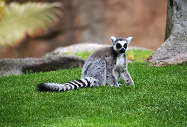 Lemur Der Natur — Stockfoto