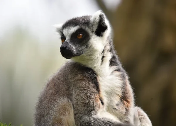 Lemur Der Natur — Stockfoto