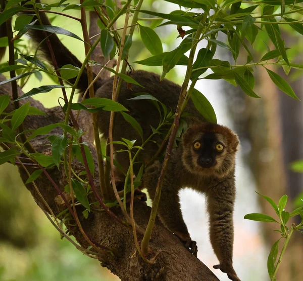 Lémurien Dans Nature — Photo