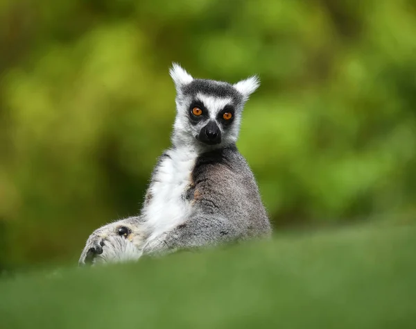 Lemur Natuur — Stockfoto