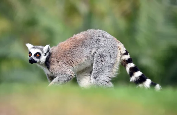 Lemur Naturaleza — Foto de Stock