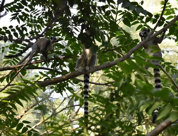 Lemure Nella Natura — Foto Stock