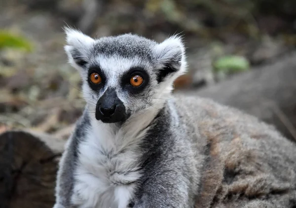 Lemur Nature — Stock Photo, Image