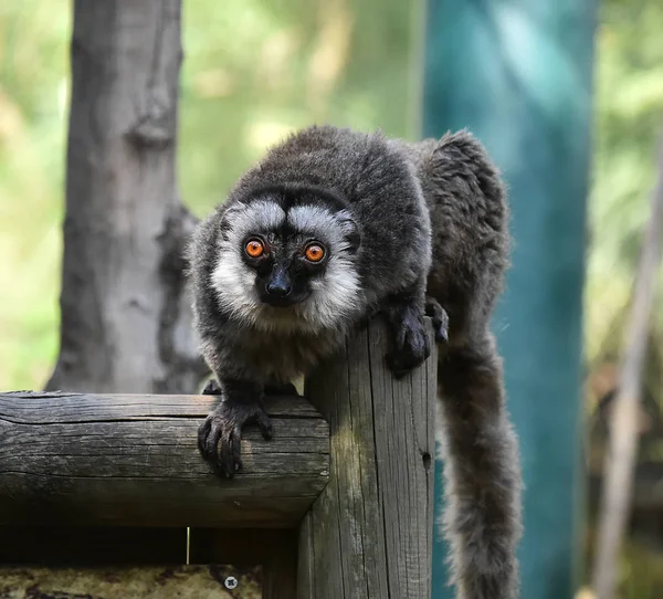 Lemur Naturen — Stockfoto