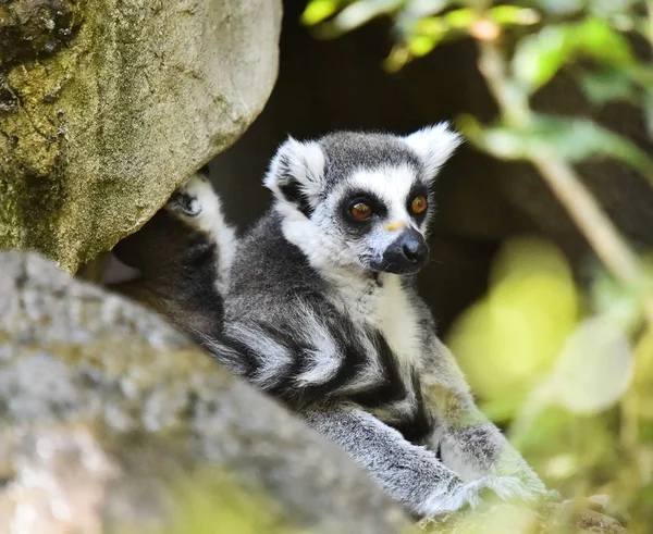 Lemur doğada