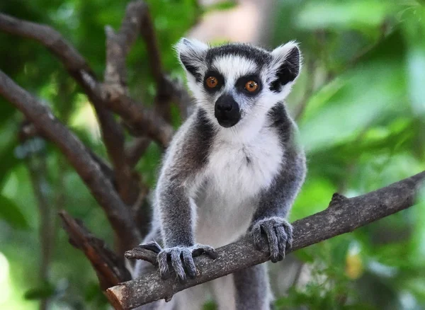 Lemur Naturen — Stockfoto