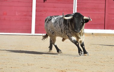 Büyük boynuzlu geleneksel gözlük çalıştıran İspanya boğa