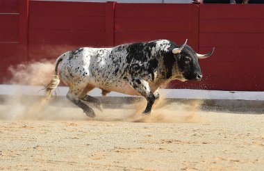 Büyük boynuzlu geleneksel gözlük çalıştıran İspanya boğa