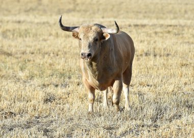 Büyük boynuzlu geleneksel gözlük çalıştıran İspanya boğa