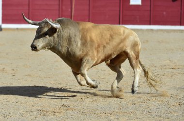 Büyük boynuzlu geleneksel gözlük çalıştıran İspanya boğa
