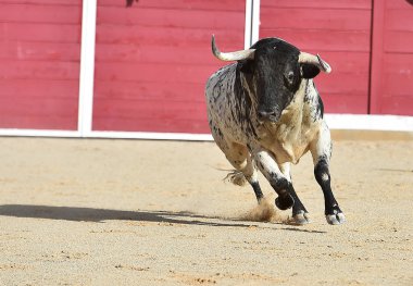 Büyük boynuzlu geleneksel gözlük çalıştıran İspanya boğa