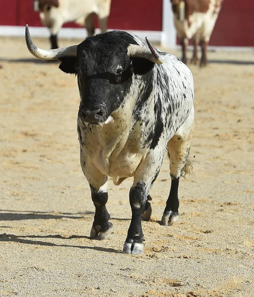 Schwarzer Bulle Spanien — Stockfoto