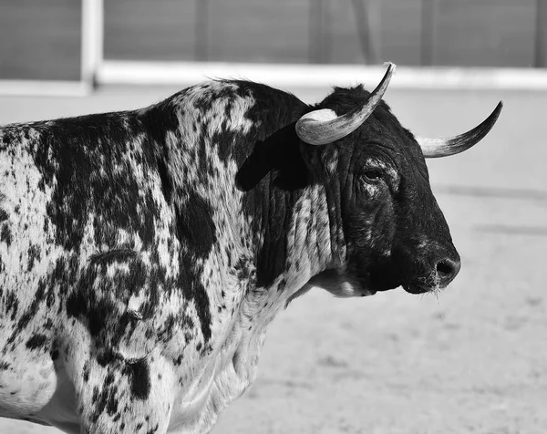 Spanje Wordt Uitgevoerd Traditionele Spektakel Met Grote Hoorns Stier — Stockfoto