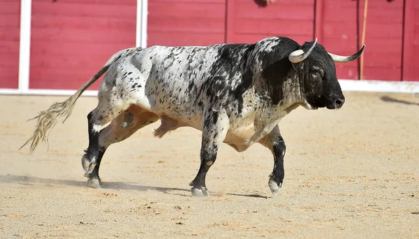 Bull Spain Running Traditional Spectacle Big Horns — Stock Photo, Image