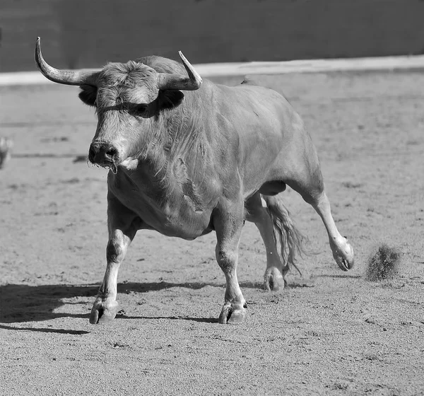 Taureau Espagne Courir Dans Spectacle Traditionnel Avec Grandes Cornes — Photo