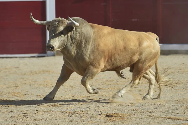 Spanje Wordt Uitgevoerd Traditionele Spektakel Met Grote Hoorns Stier — Stockfoto