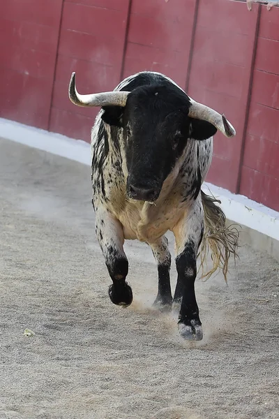Bulle Spanien Läuft Bei Traditionellem Spektakel Mit Großen Hörnern — Stockfoto