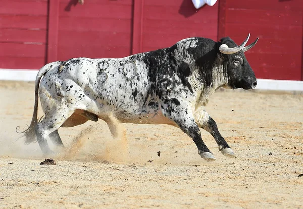 bull in spain running in traditional spectacle with big horns