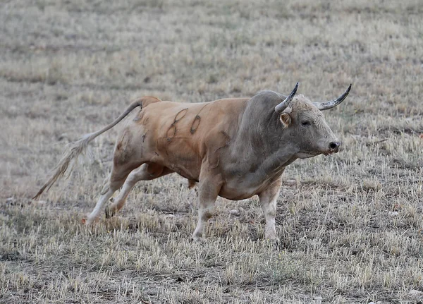 Taureau Espagne Courir Dans Spectacle Traditionnel Avec Grandes Cornes — Photo