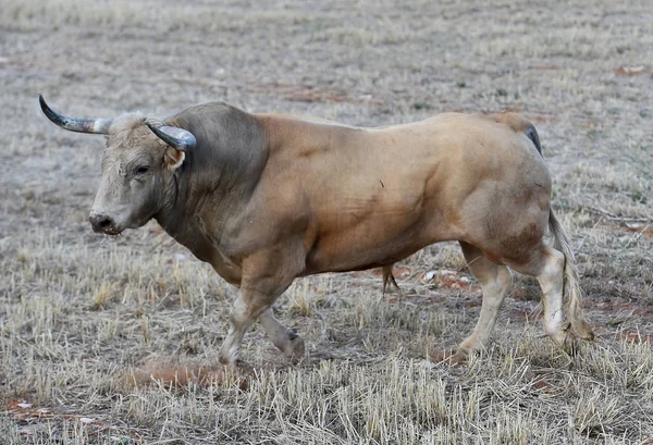 公牛在西班牙运行在传统的奇观与大角 — 图库照片