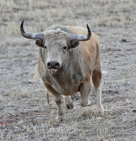 Toro Spagna Esecuzione Spettacolo Tradizionale Con Grandi Corna — Foto Stock