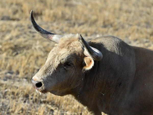 Toro Spagna Esecuzione Spettacolo Tradizionale Con Grandi Corna — Foto Stock