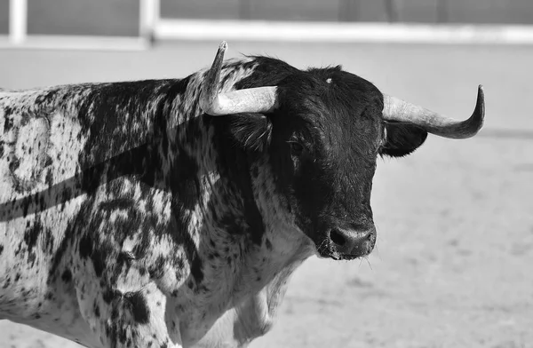 大きな角を持つ伝統的な光景で実行されているスペインの牛します — ストック写真