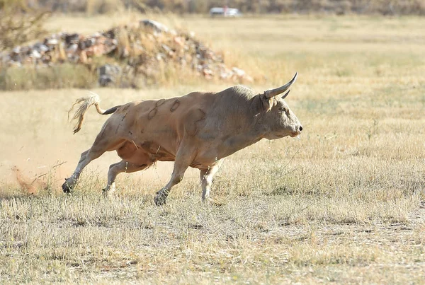 公牛在西班牙运行在传统的奇观与大角 — 图库照片