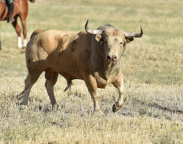 Toro Spagna Esecuzione Spettacolo Tradizionale Con Grandi Corna — Foto Stock