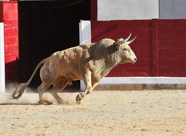 Spanje Wordt Uitgevoerd Traditionele Spektakel Met Grote Hoorns Stier — Stockfoto