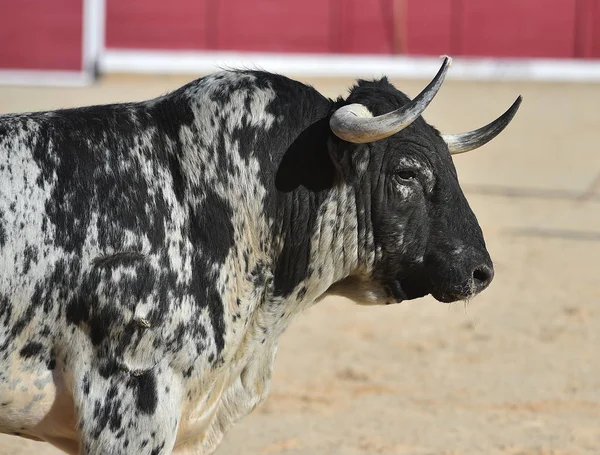 Spanje Wordt Uitgevoerd Traditionele Spektakel Met Grote Hoorns Stier — Stockfoto