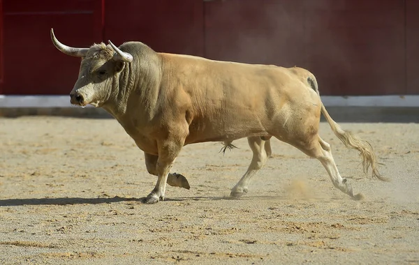 Tjuren Spanien Kör Traditionella Skådespel Med Stora Horn — Stockfoto