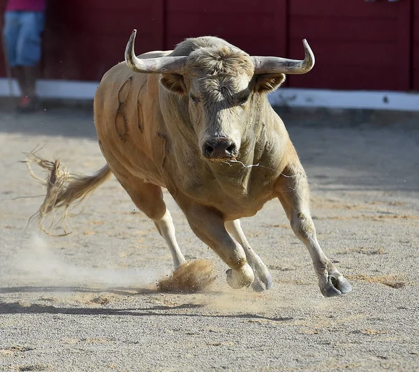 Toro España Corriendo Espectáculo Tradicional Con Cuernos Grandes —  Fotos de Stock