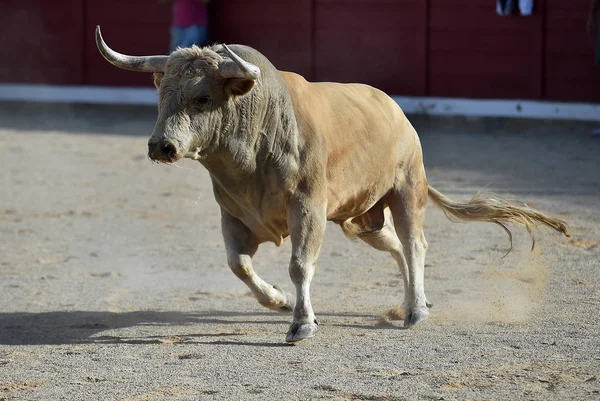 Бык Испании Бегает Традиционном Спектакле Большими Рогами — стоковое фото