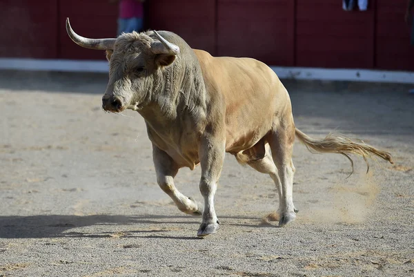 Toro España Corriendo Espectáculo Tradicional Con Cuernos Grandes —  Fotos de Stock