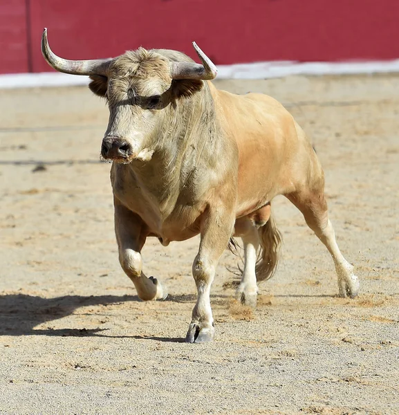 Tjuren Spanien Kör Traditionella Skådespel Med Stora Horn — Stockfoto