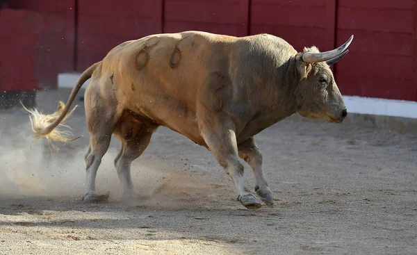 Spanje Wordt Uitgevoerd Traditionele Spektakel Met Grote Hoorns Stier — Stockfoto