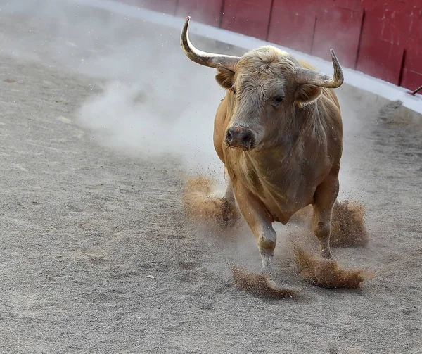 Spanje Wordt Uitgevoerd Traditionele Spektakel Met Grote Hoorns Stier — Stockfoto