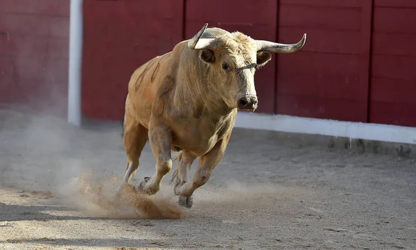 Touro Espanha Correndo Espetáculo Tradicional Com Chifres Grandes — Fotografia de Stock