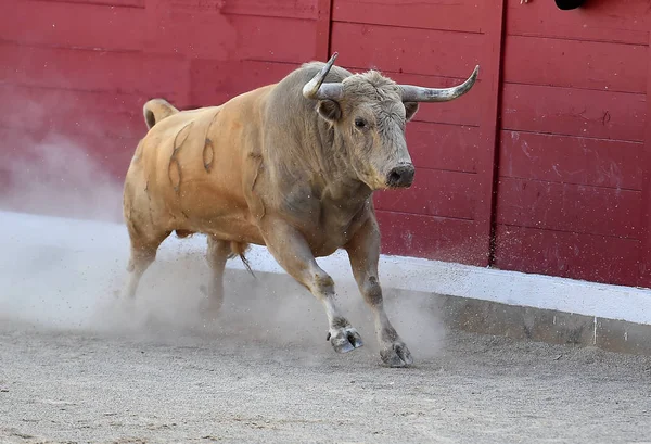 bull in spain running in traditional spectacle with big horns