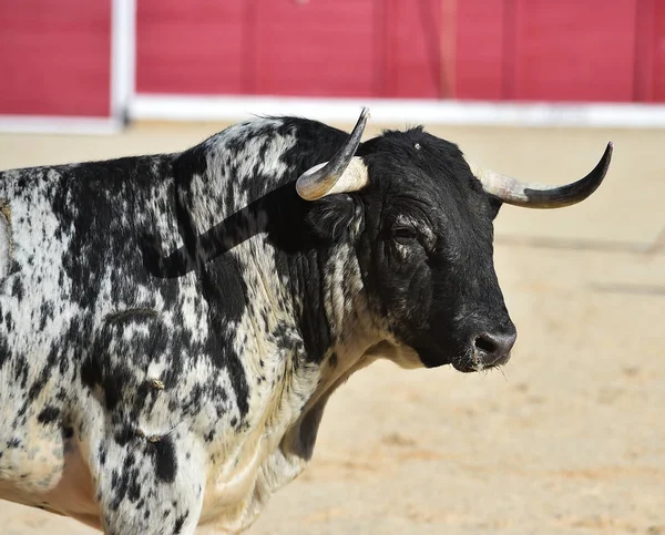 大きな角を持つ伝統的な光景で実行されているスペインの牛します — ストック写真