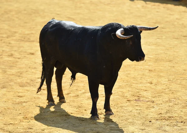Černý Býk Španělsku — Stock fotografie
