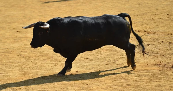 Black Bull Spain — Stock Photo, Image